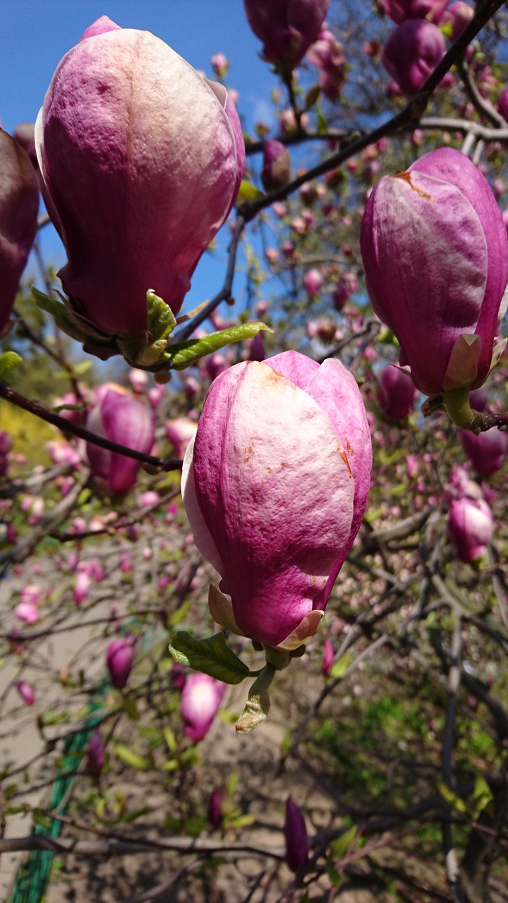 Image - flower magnolia nature spring bloom