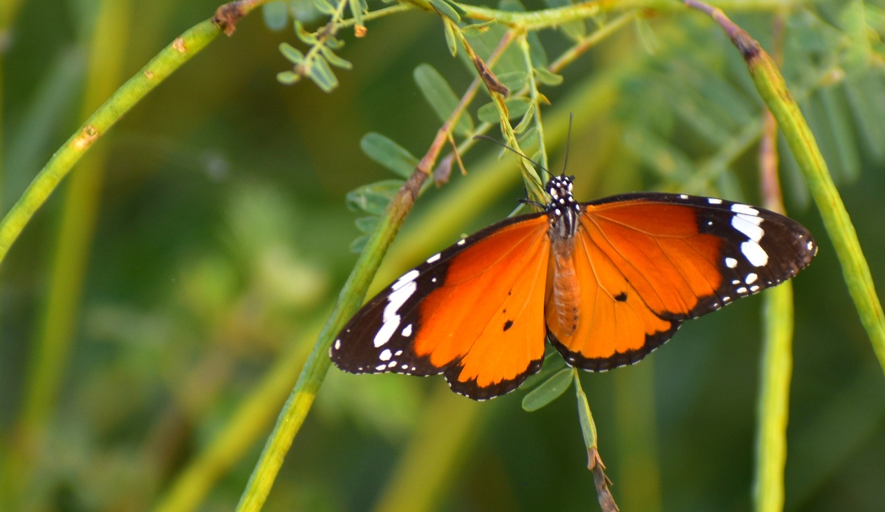 Image - butterfly pierid lepidoptera