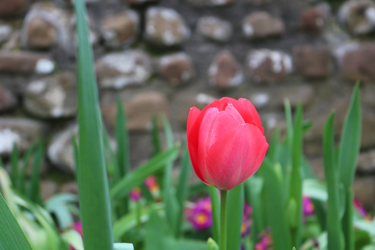 Image - flower flowers tulip rosa spring