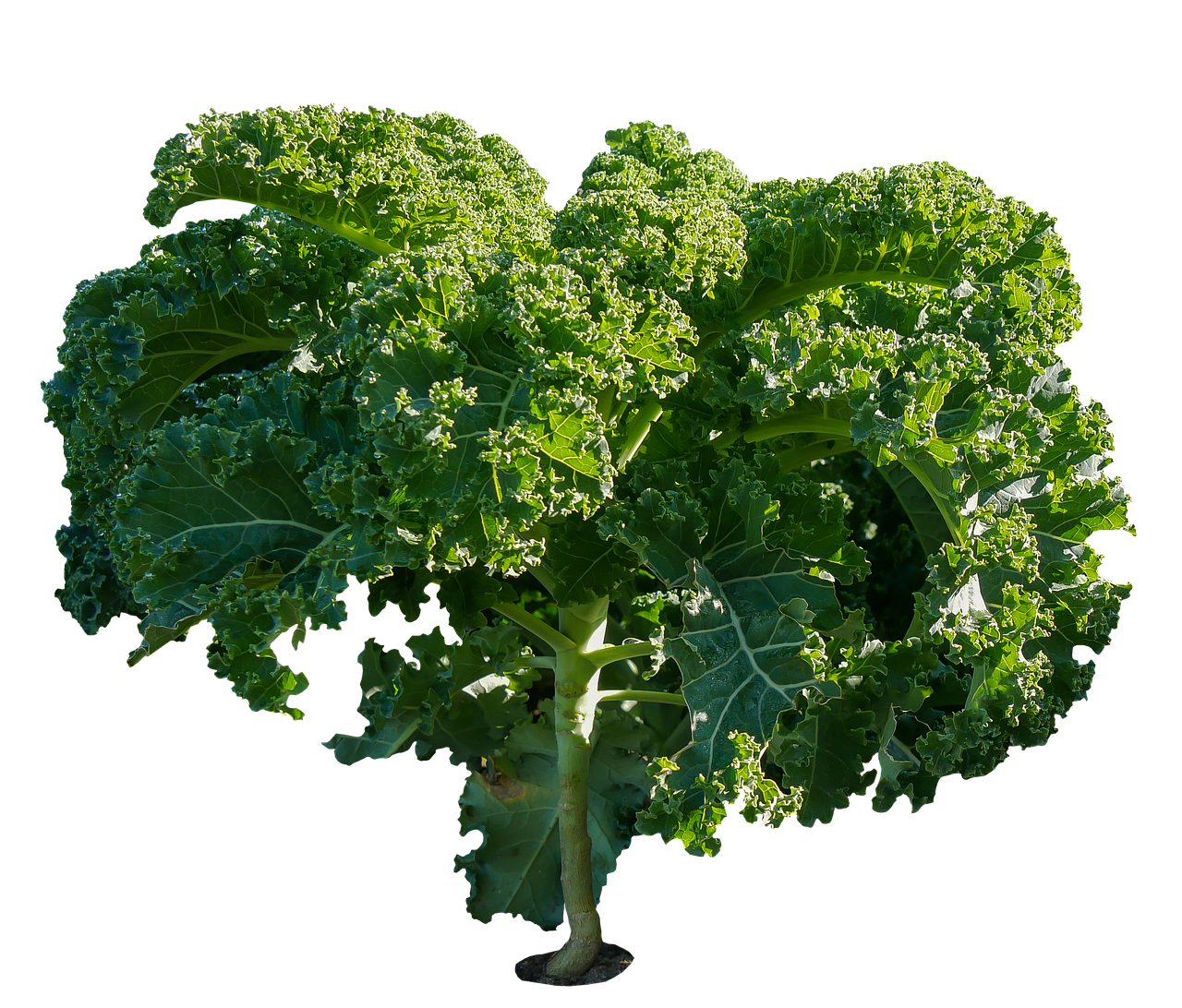 Image - eat food vegetables kale kohl