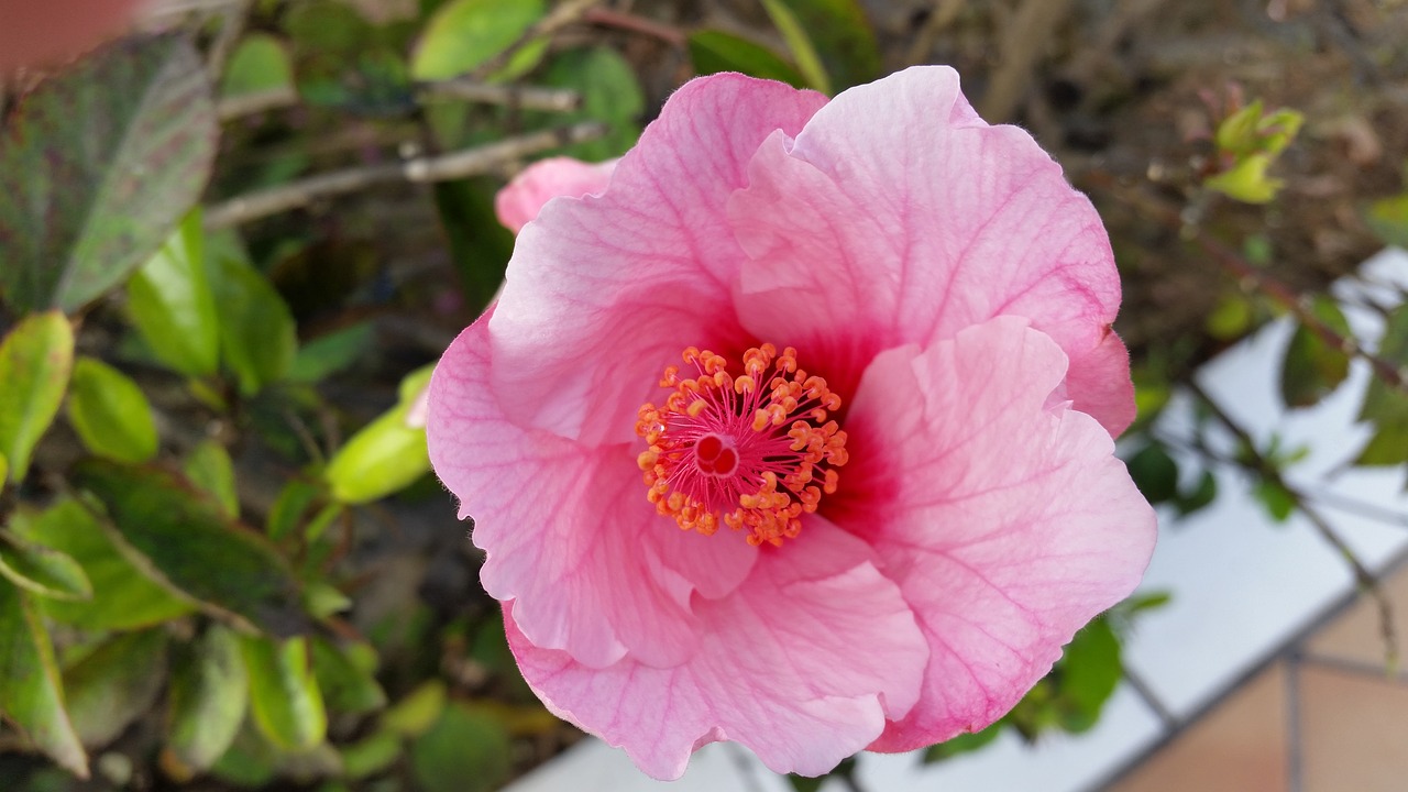 Image - blossom bloom blueme nature plant