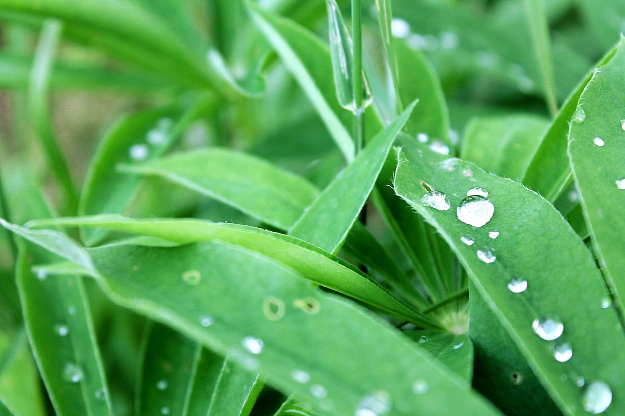 Image - grass green grass rosa drops