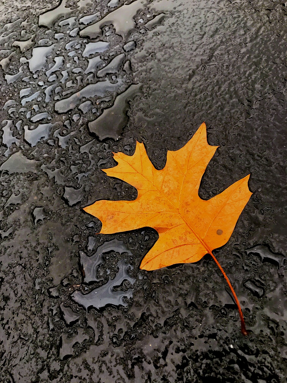 Image - leaf autumn fall water rain
