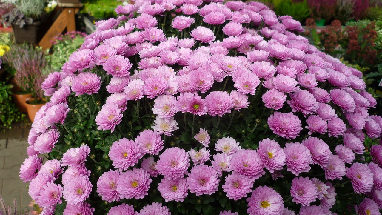 Image - asters tree flower flower dome pink