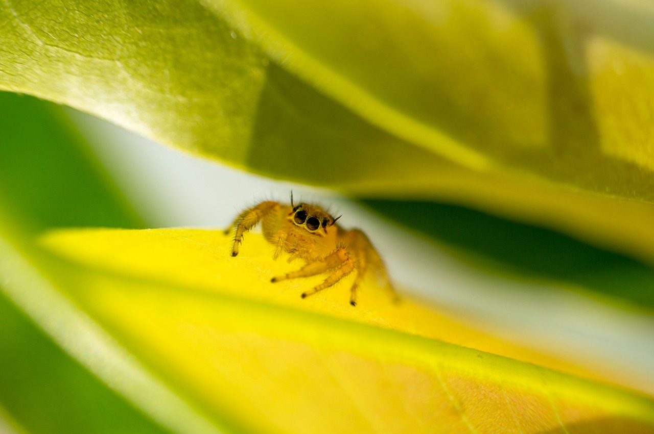 Image - yellow spider nature