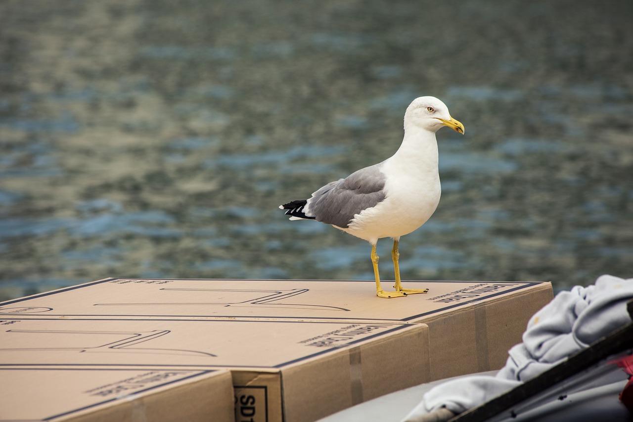 Image - bird water seagull nature seevogel