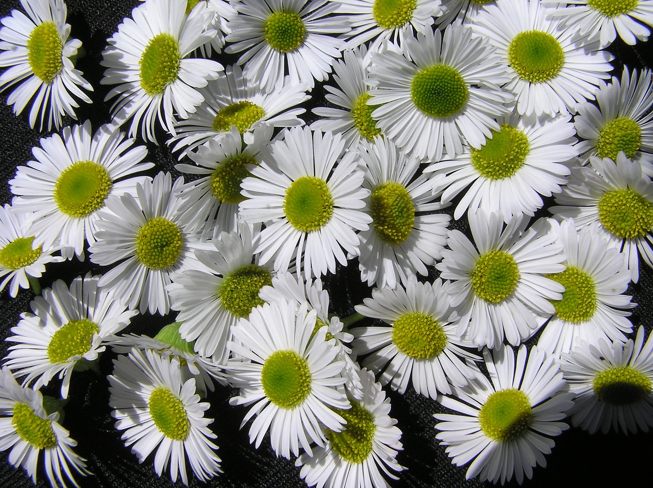 Image - daisies white pattern