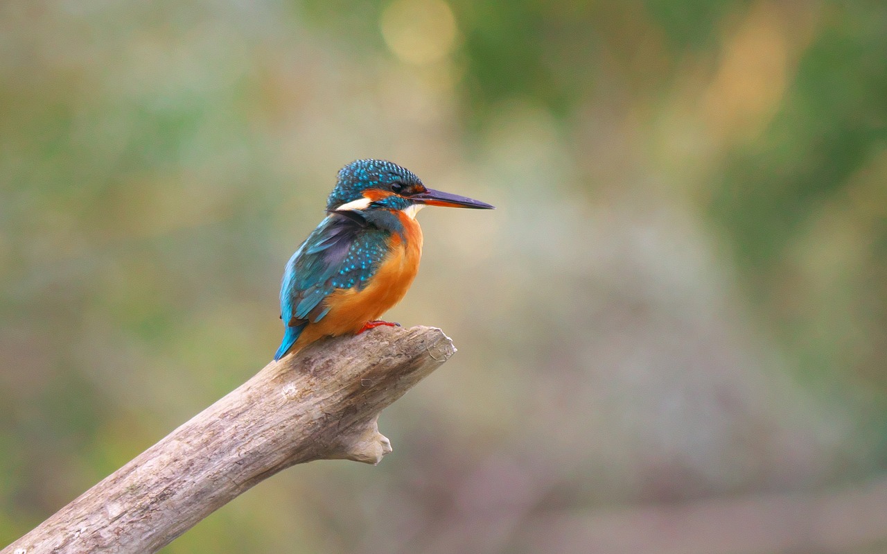 Image - nature birds martin fisher animals