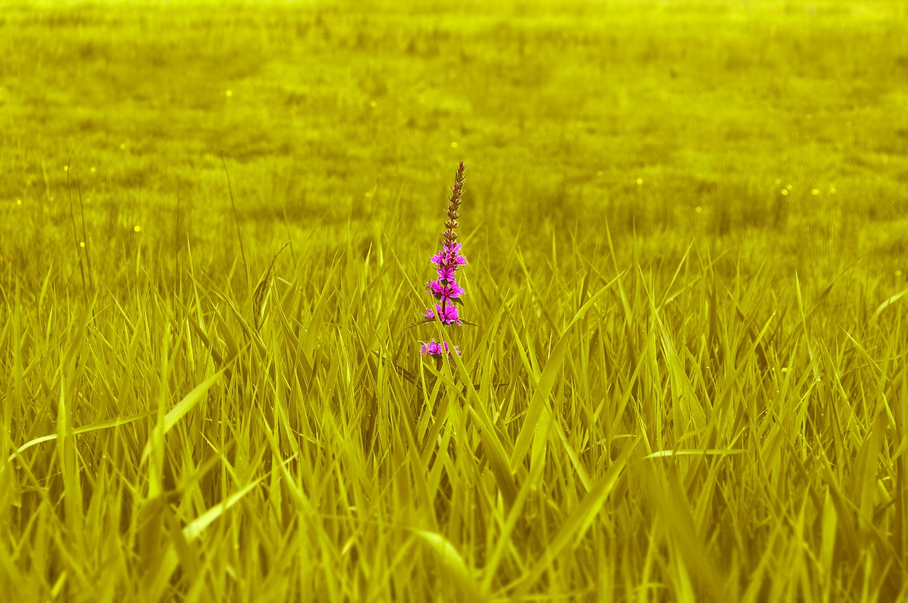 Image - meadow green grass nature field