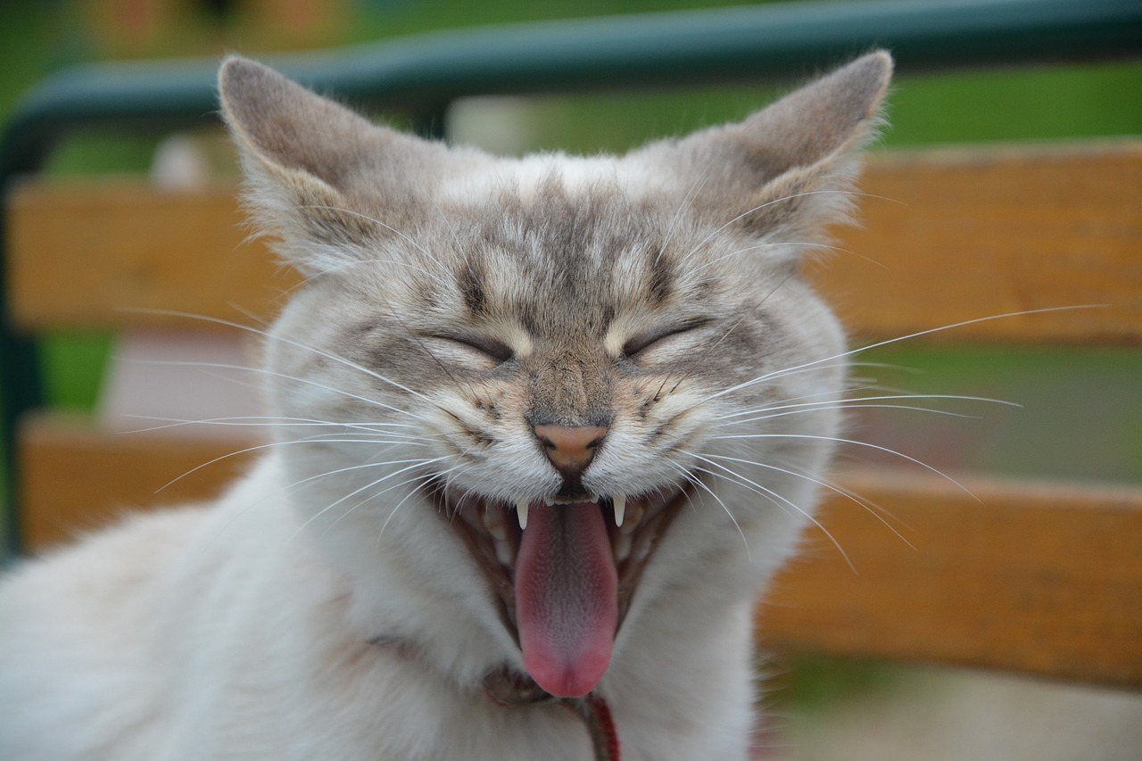 Image - cat kitten yawning cat