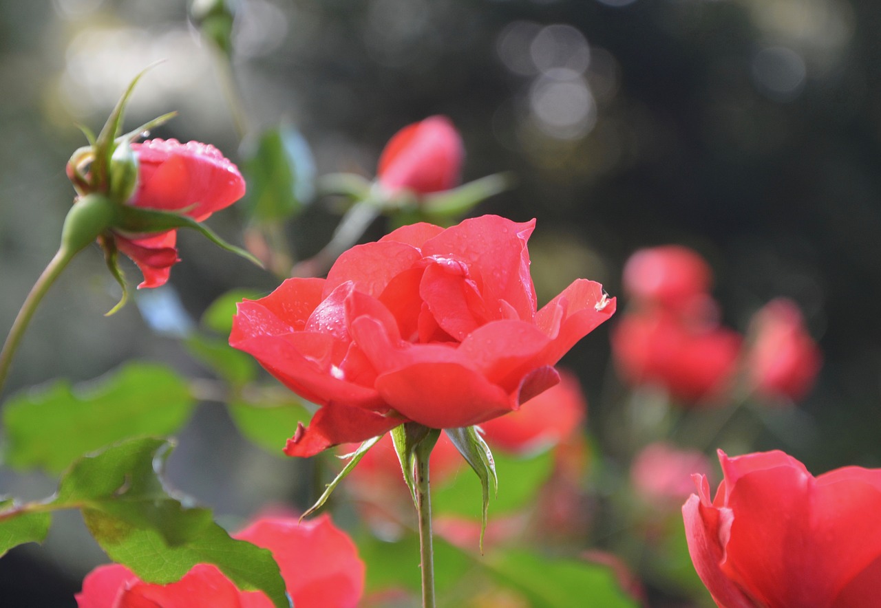 Image - pink roses red passion love