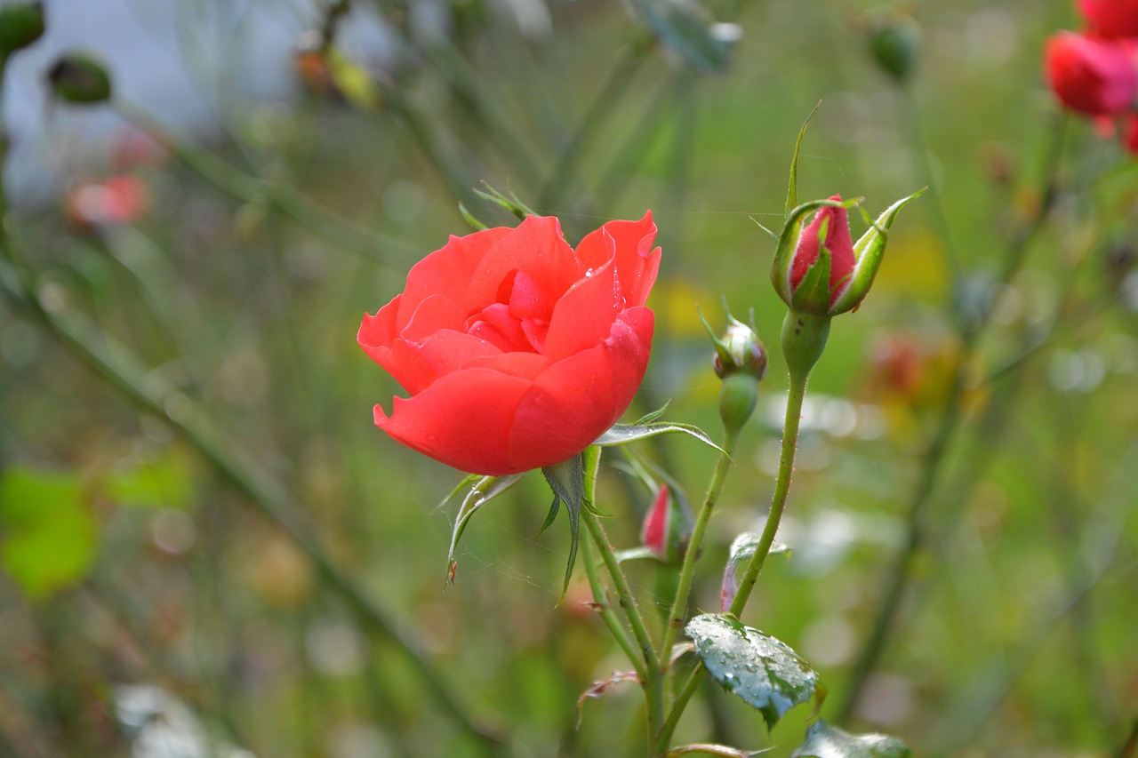 Image - pink buttons roses red roses