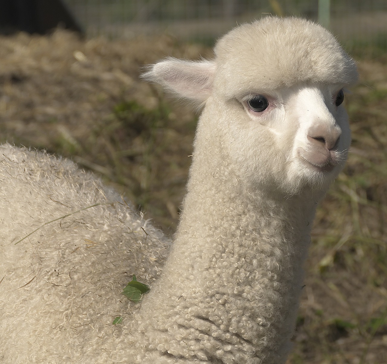 Image - alpaca pako young animal wool