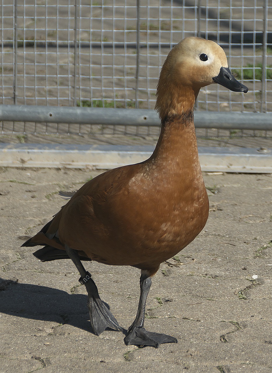 Image - duck poultry bill orpington duck