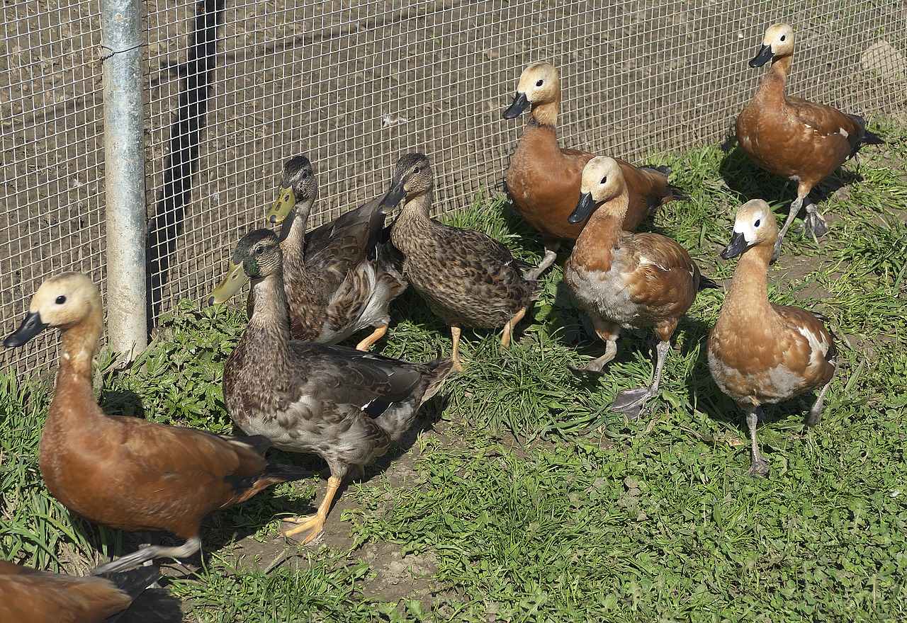 Image - ducks ducks march poultry waterfowl