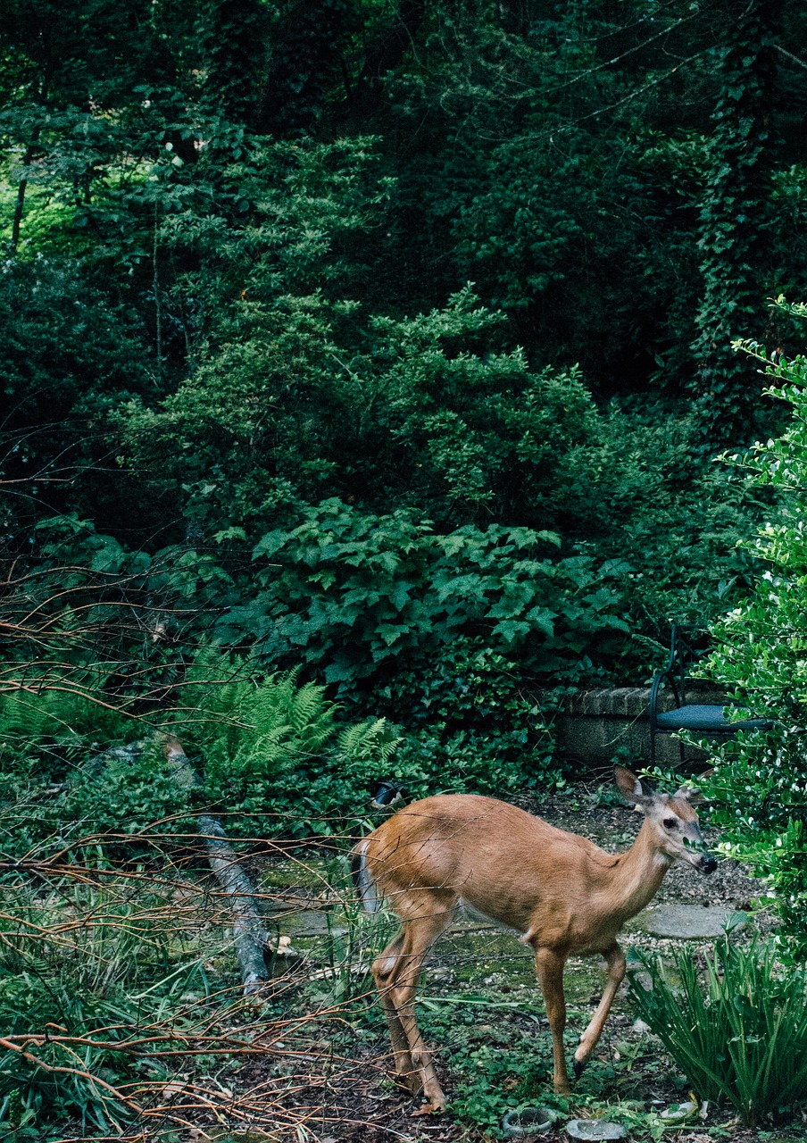 Image - deer wild animal wildlife nature