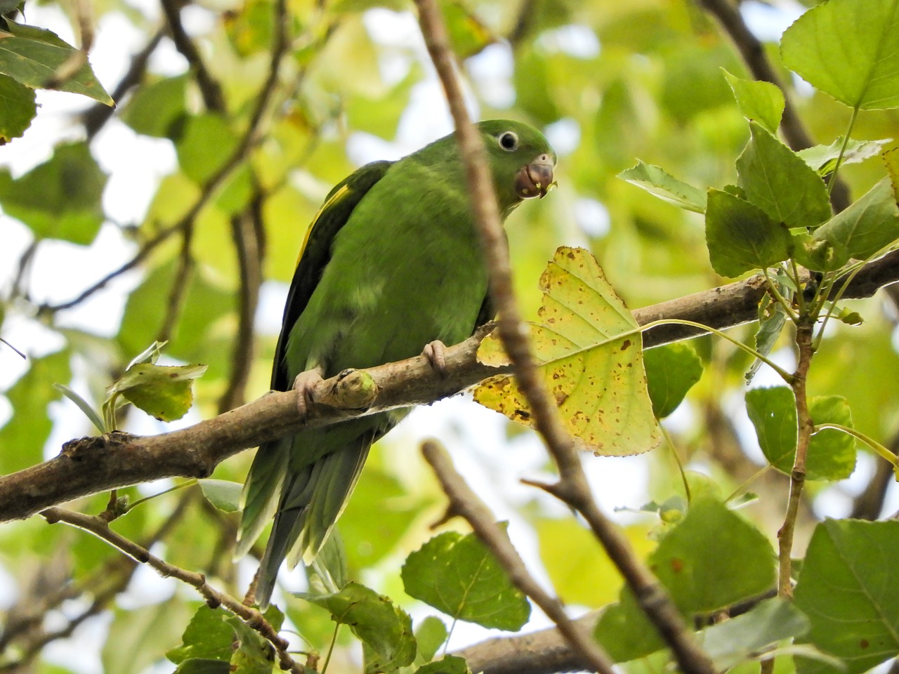 Image - parrot budgie native bolivian