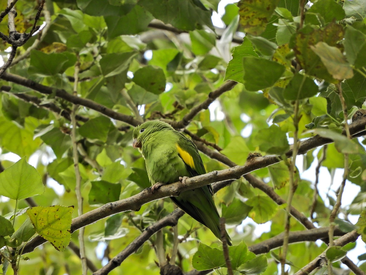 Image - parrot budgie native bolivian