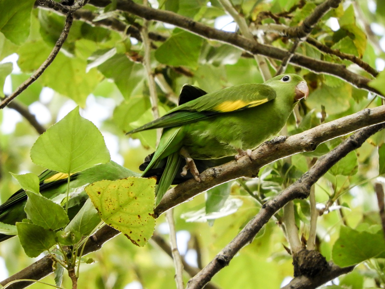 Image - parrot budgie native bolivian