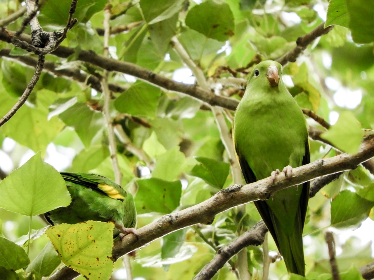 Image - parrot budgie native bolivian