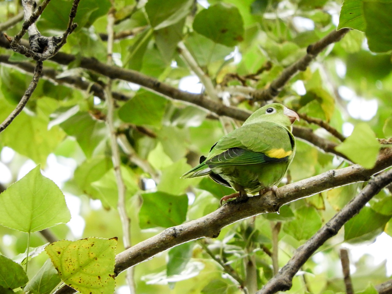 Image - parrot budgie native bolivian