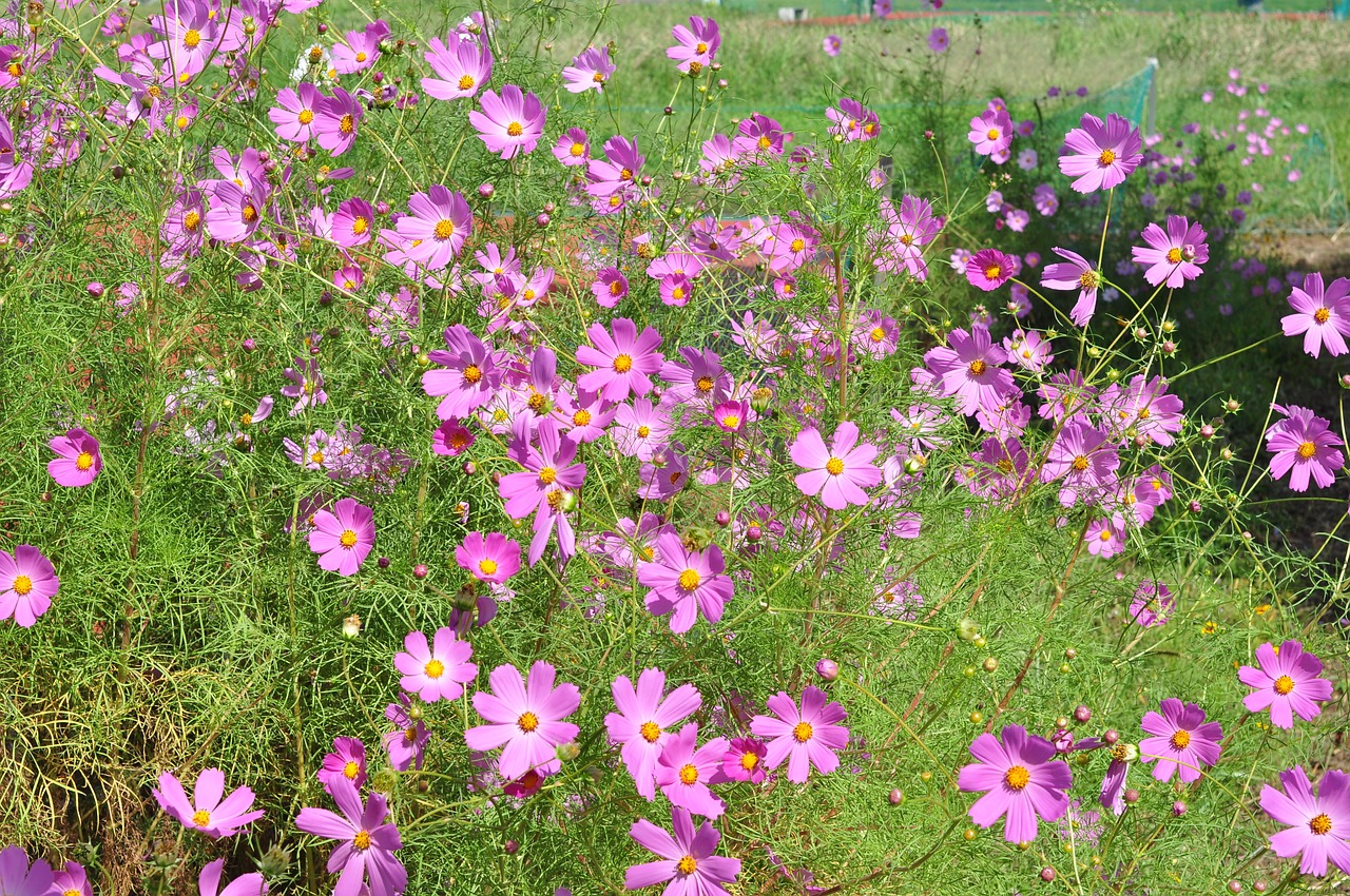 Image - cosmos flower plant fruit plants