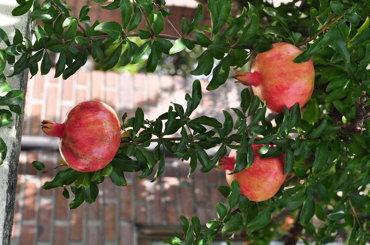 Image - pomegranate fruit plant plants