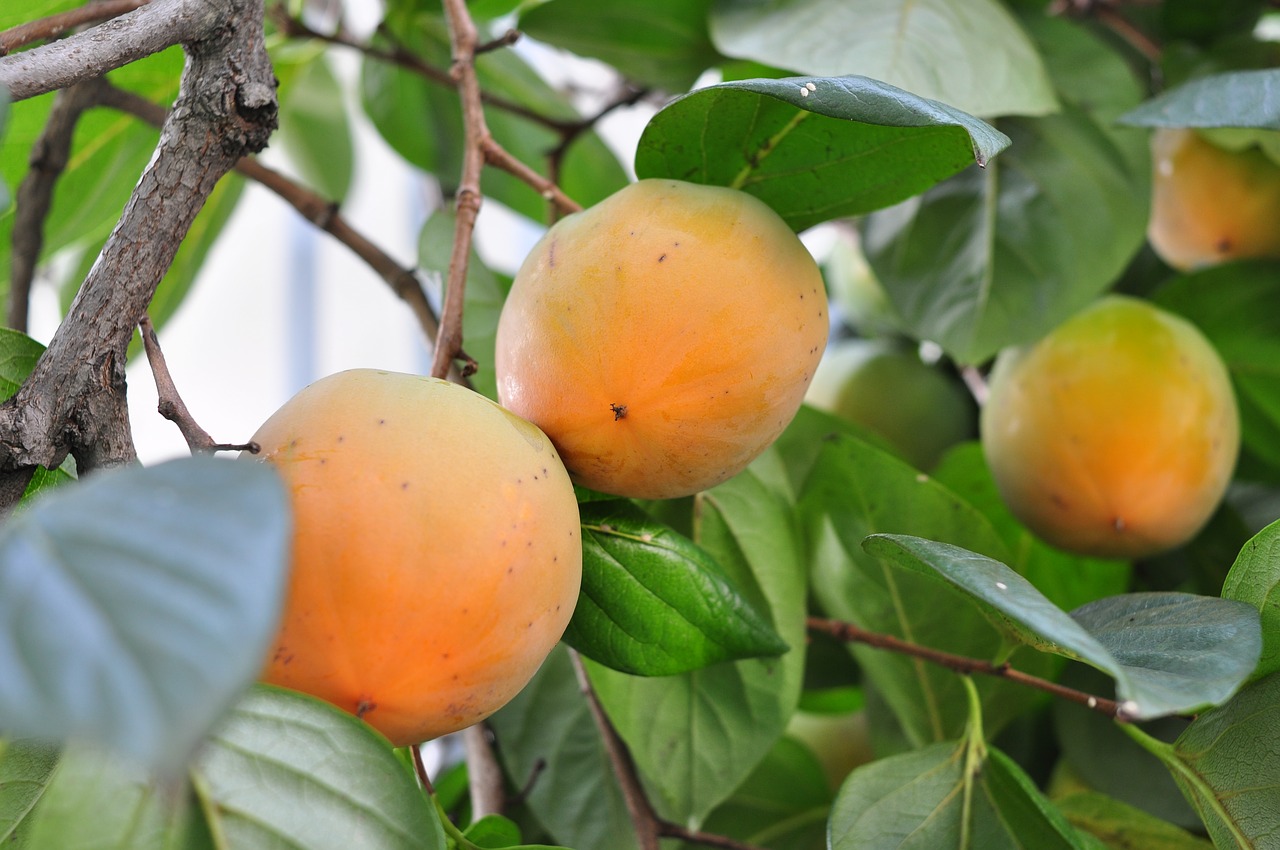 Image - persimmon fruit plant plants