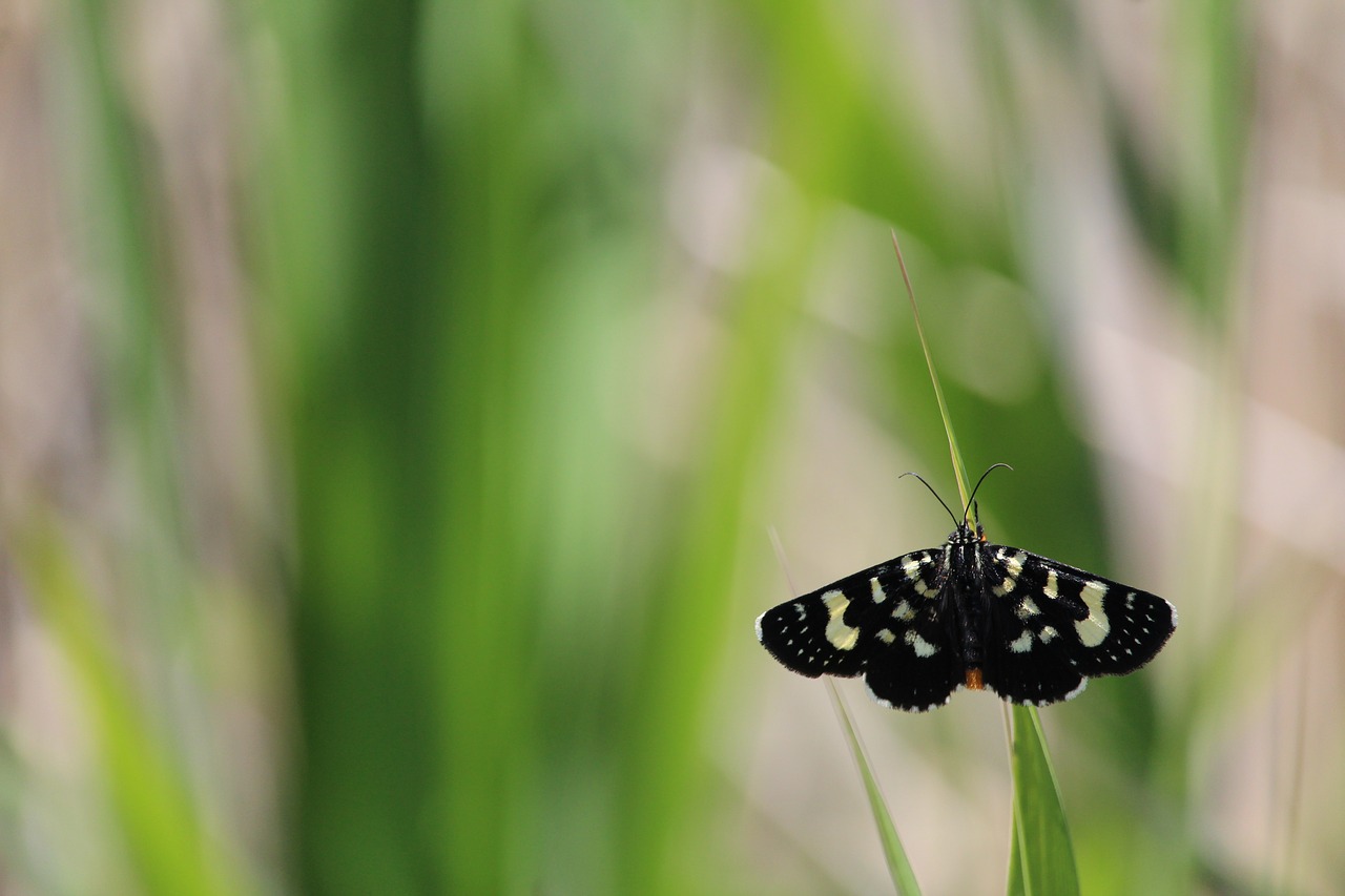 Image - butterfly moth black white grass