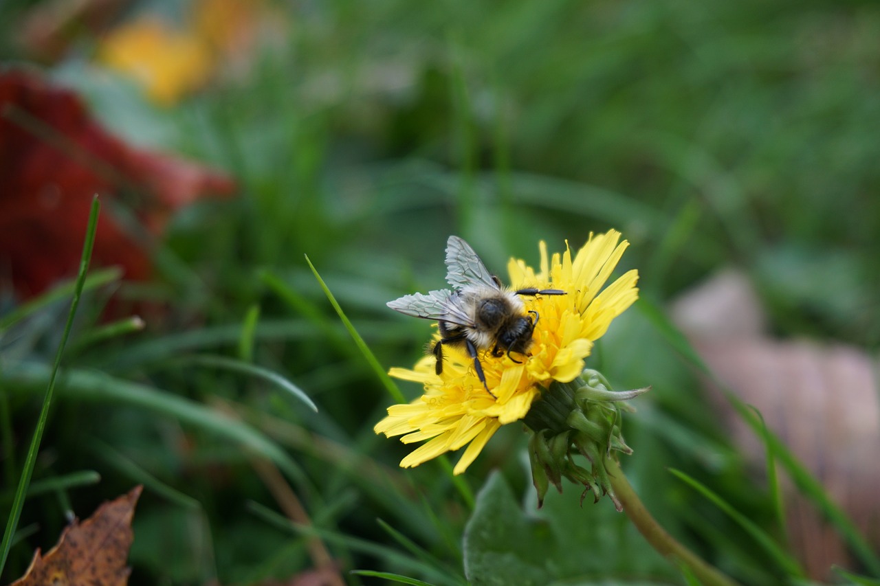 Image - bee flower fall nature honey