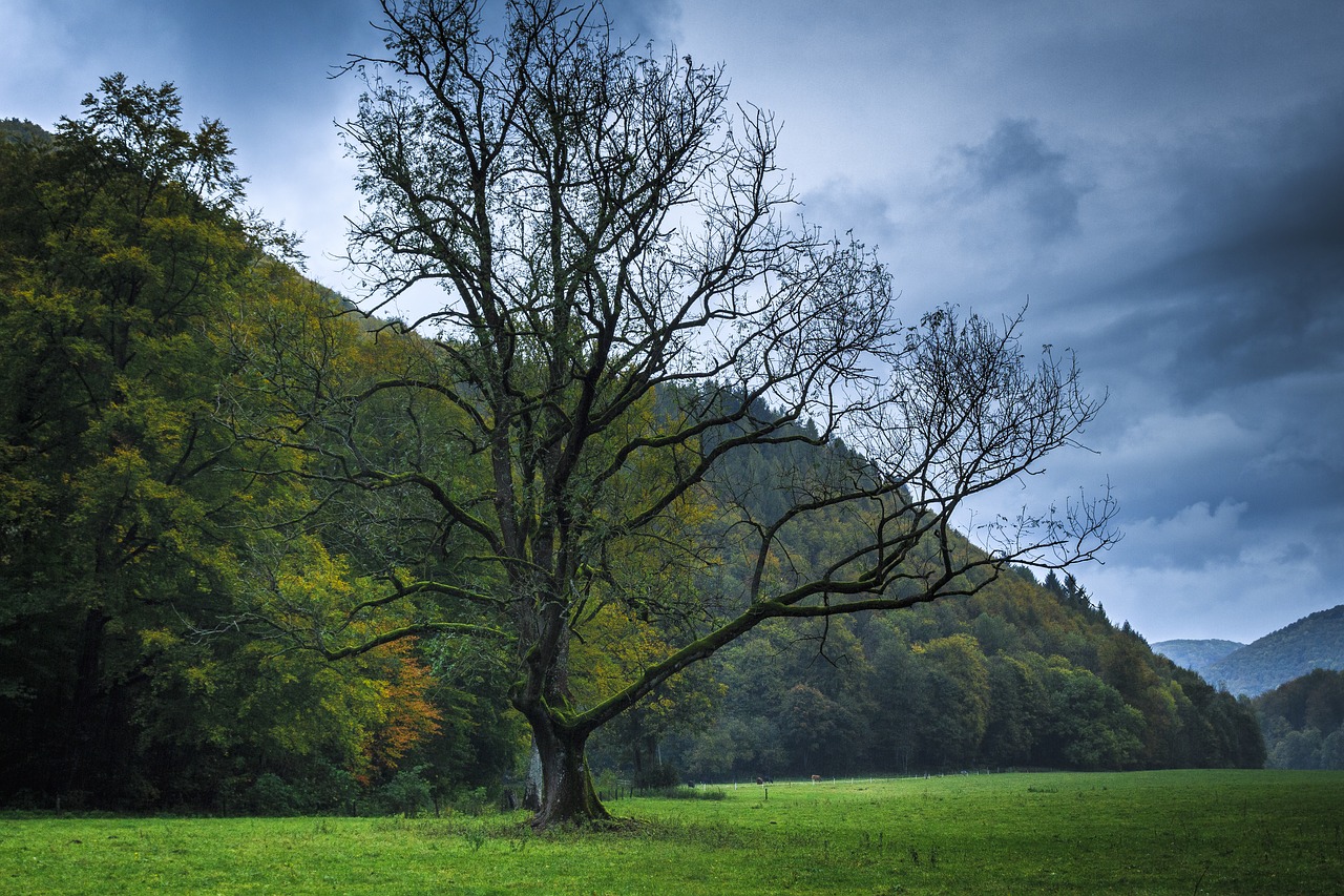 Image - autumn bare tree wet gloomy cold