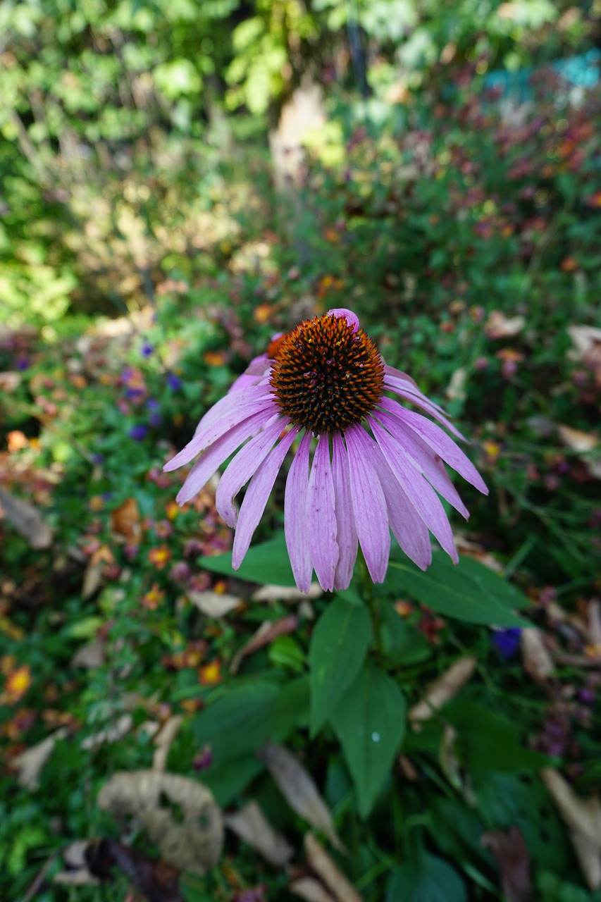 Image - flowers autumn desolation