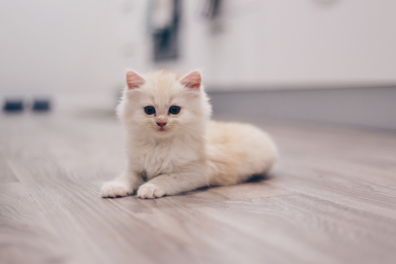 Image - cat kitten cute animal kitty