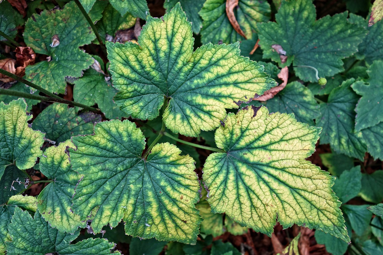 Image - leaf plant veins pattern nature