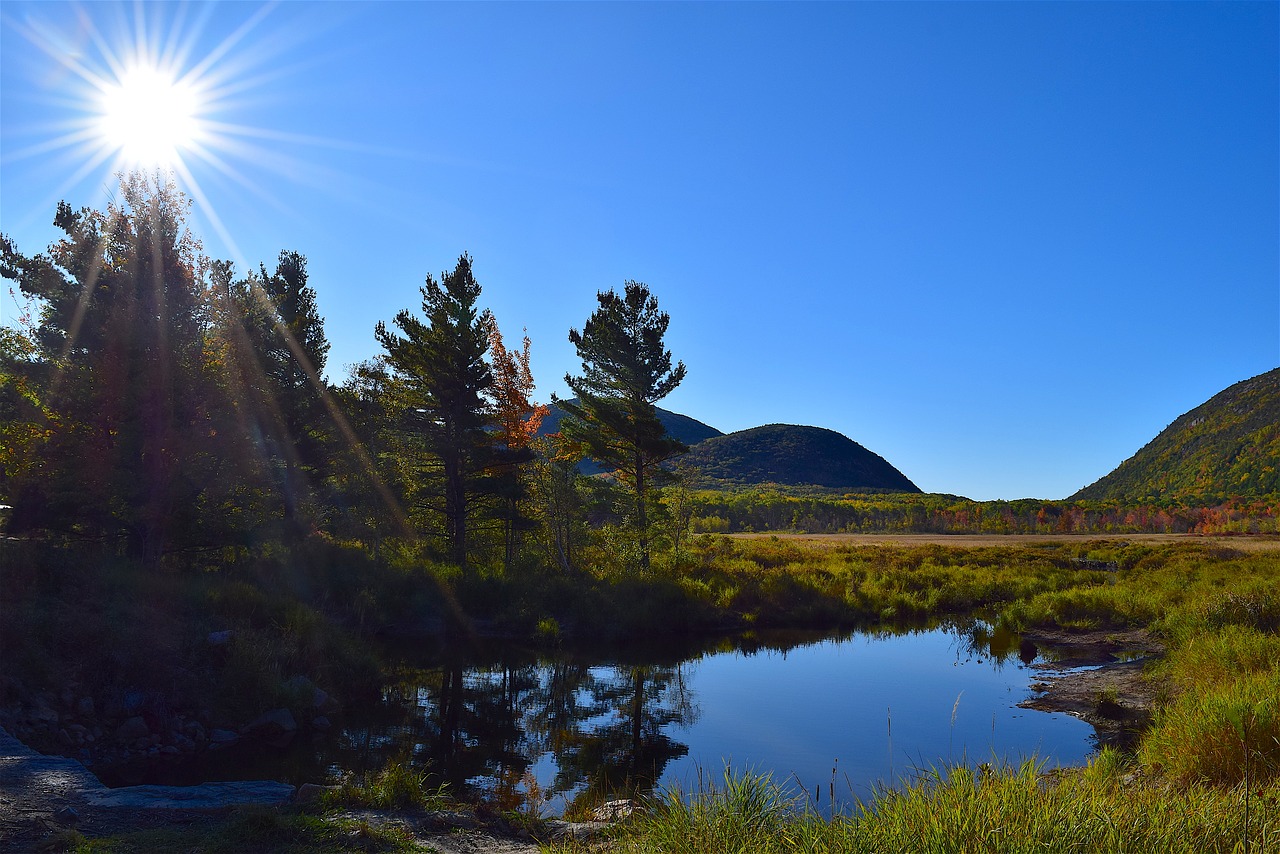 Image - trees sun pond reflection nature