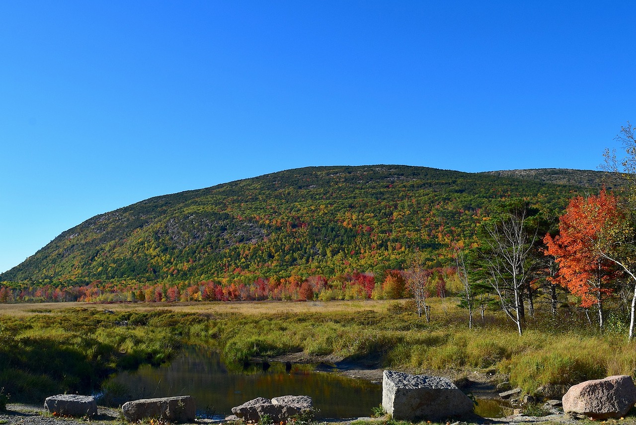 Image - mountain tree pond nature