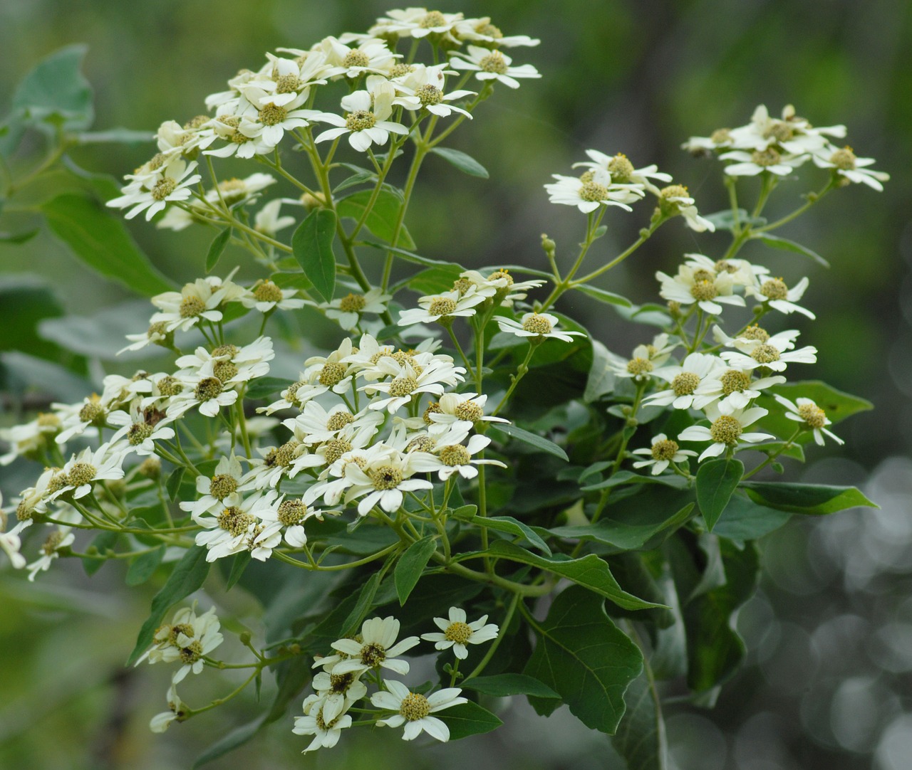 Image - flowers regional flower regional