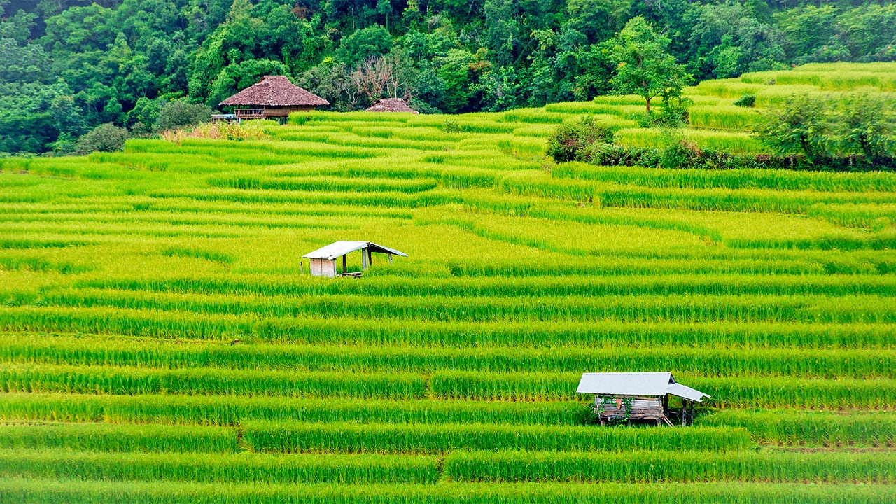 Image - rice field farm thailand farmland