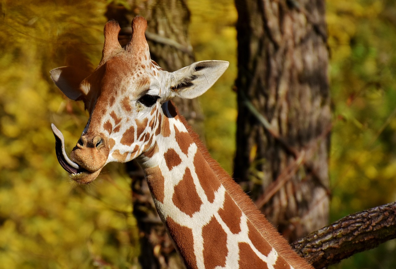 Image - giraffe zoo animal animal portrait