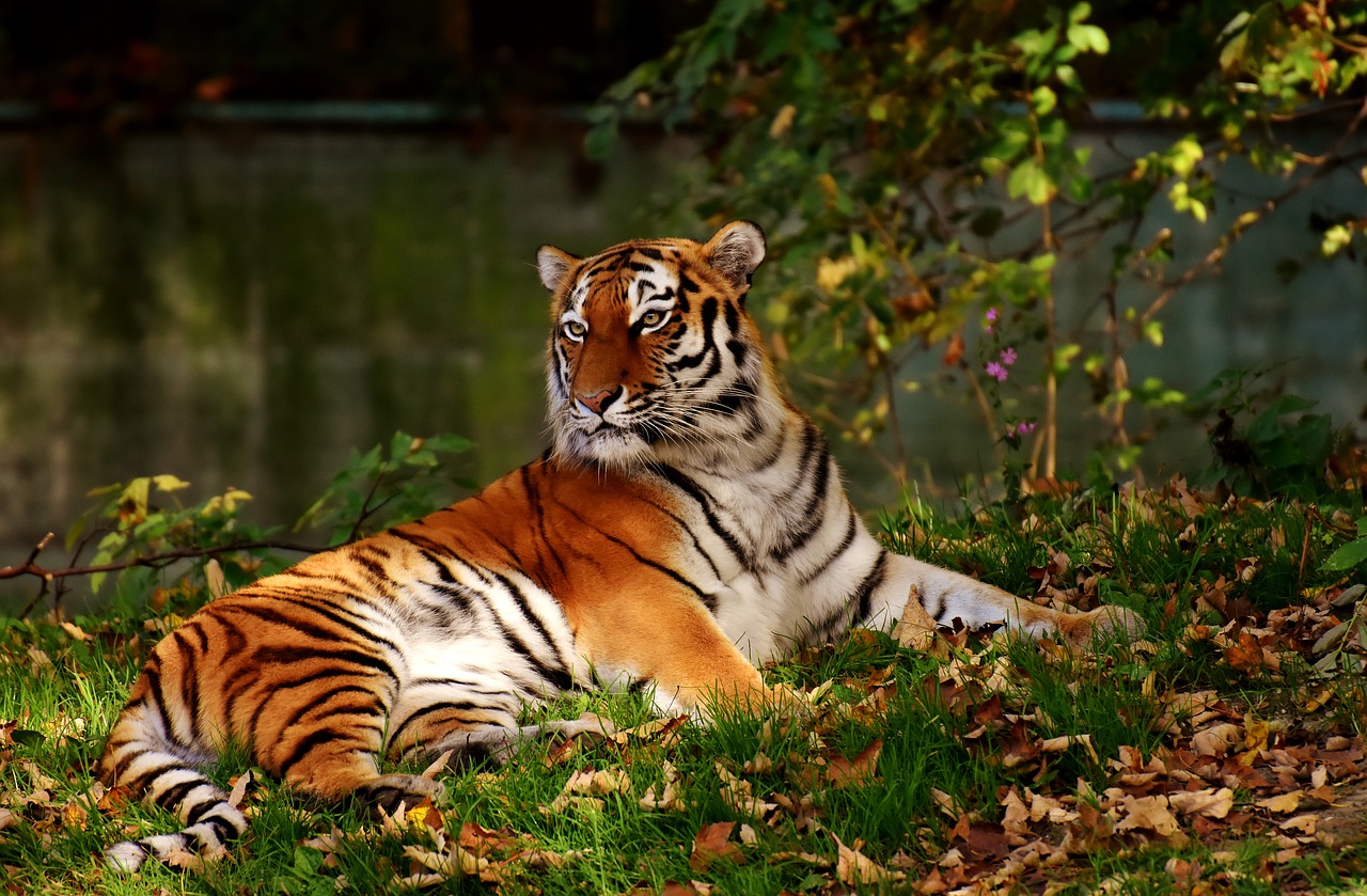 Image - tiger predator fur beautiful