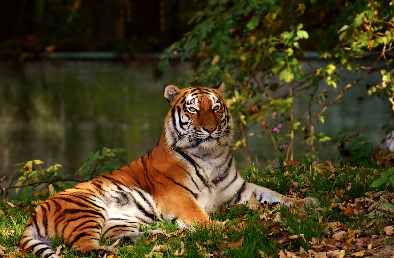 Image - tiger predator fur beautiful