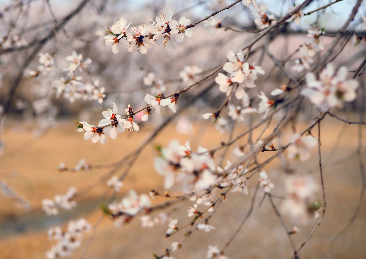 Image - spring peach blossom flowers park