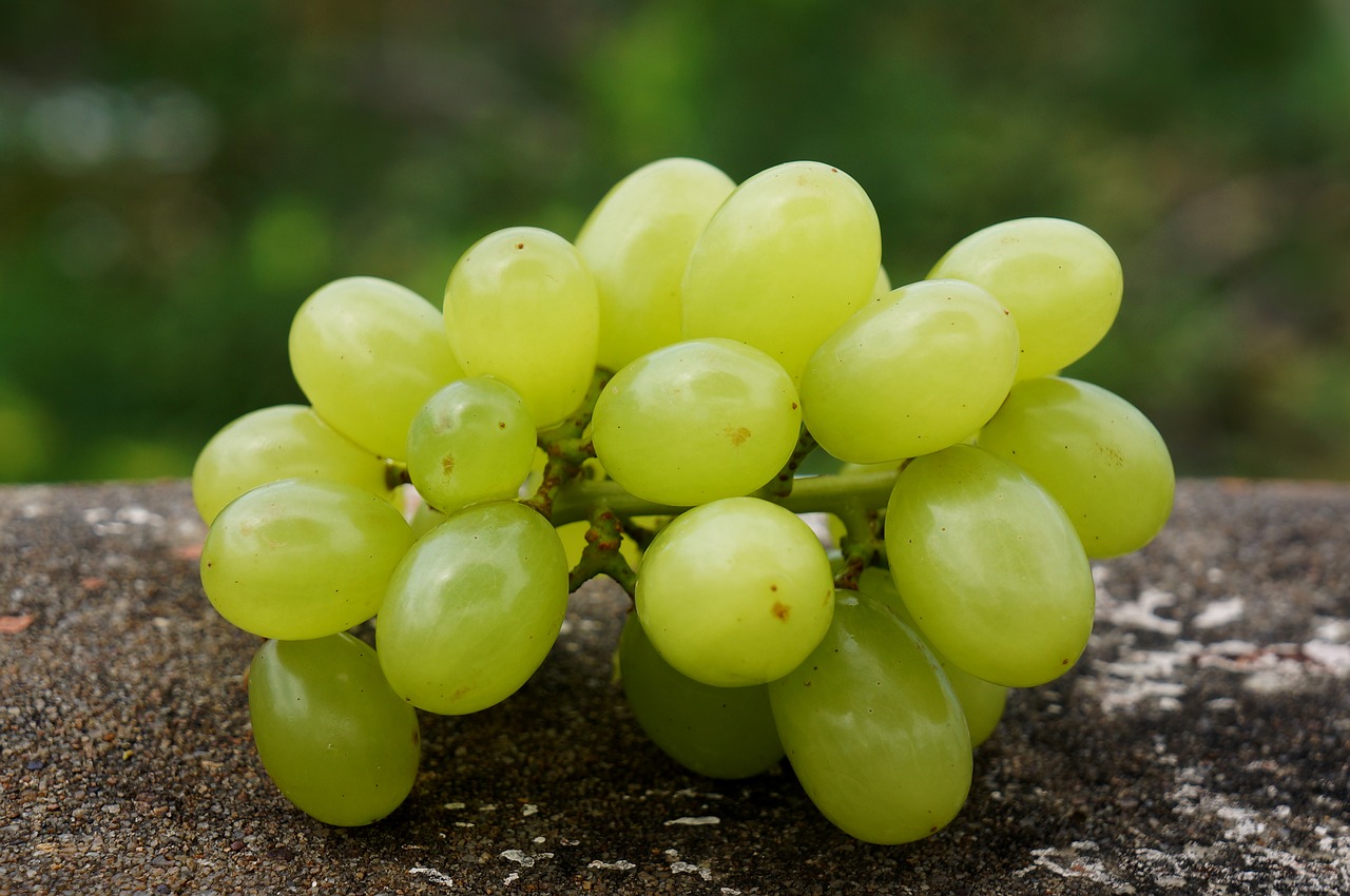 Image - food green grapes in ninh thuan