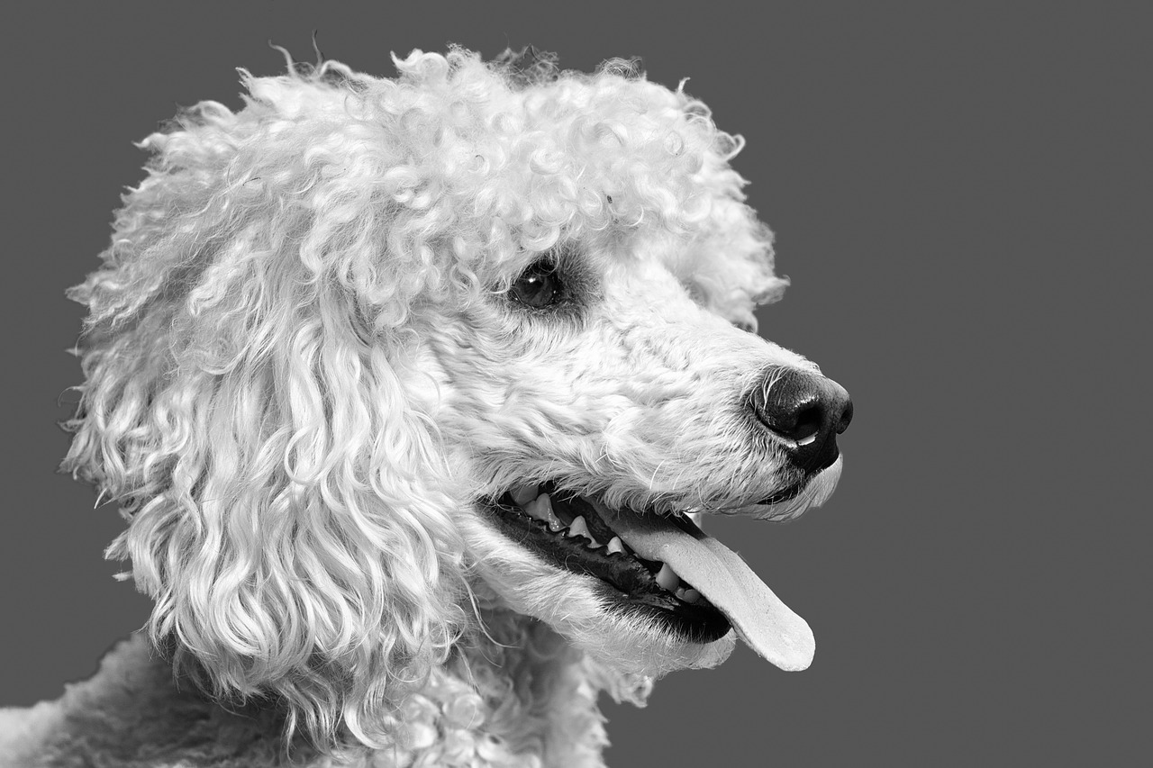 Image - dog poodle the poodle the dog breed