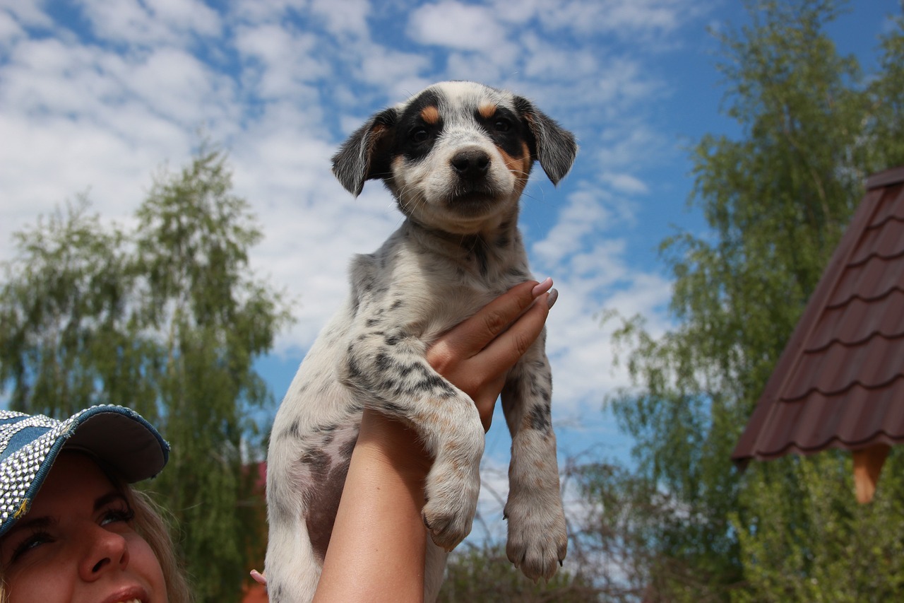 Image - dog puppy sky animals