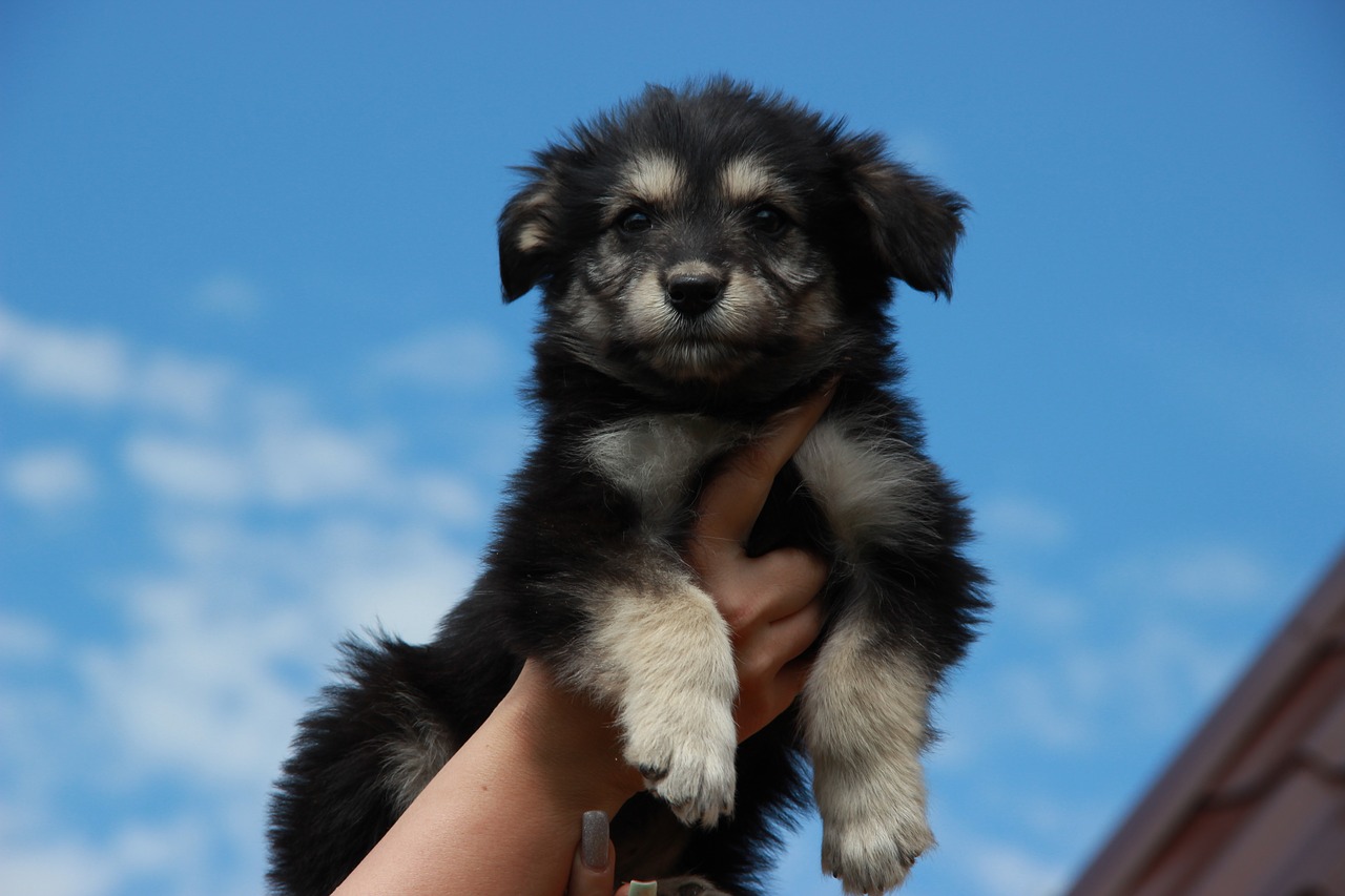 Image - dog puppy sky animals