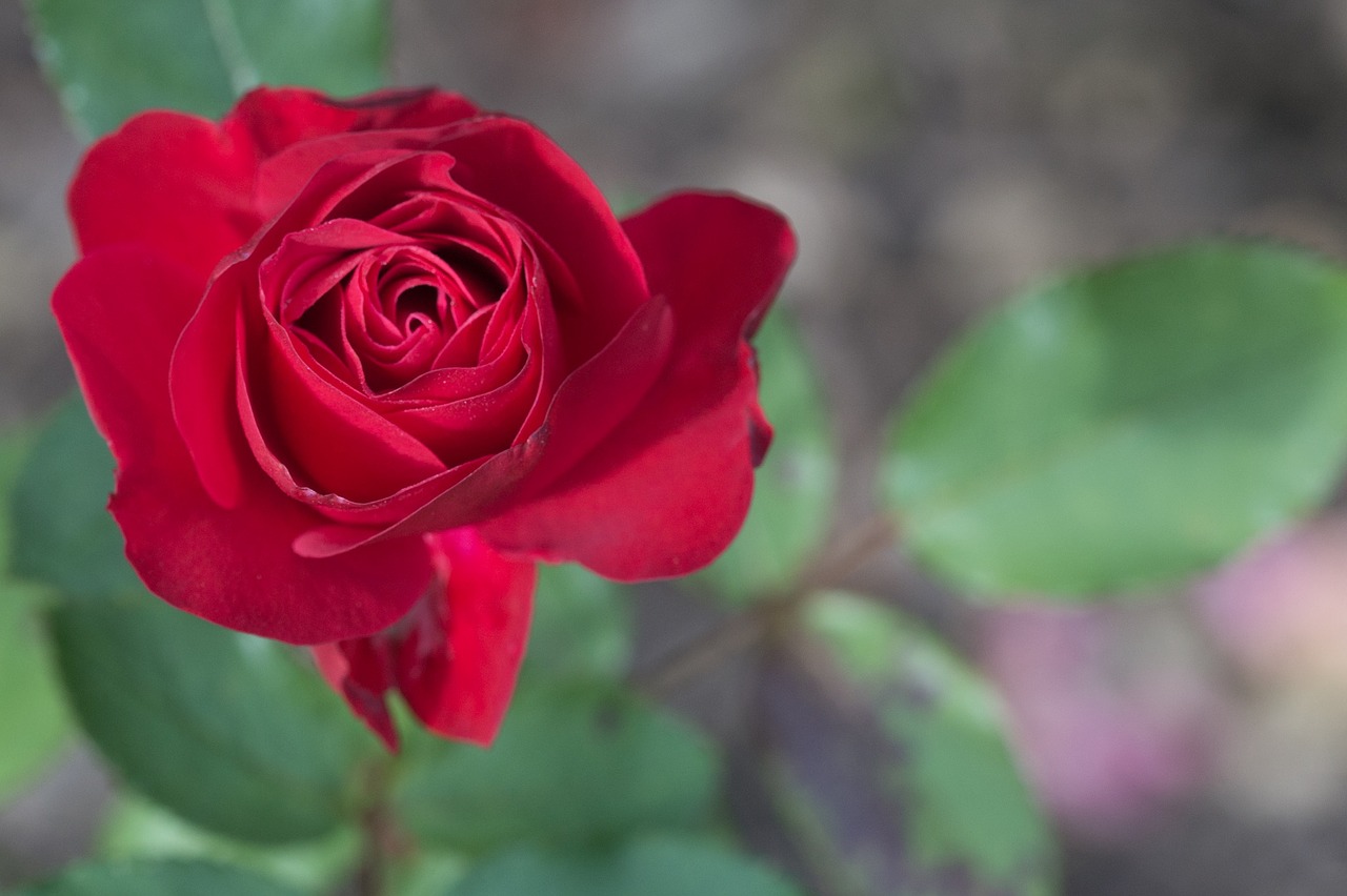 Image - rose autumn blossom bloom red