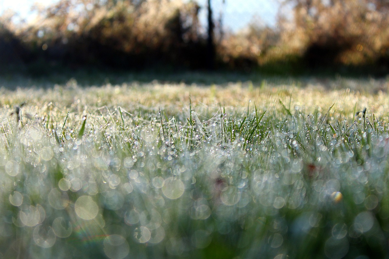 Image - morning grass rosa blade nature