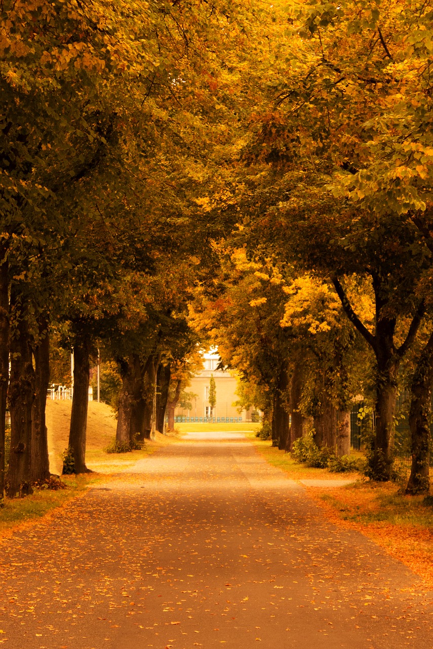 Image - autumn leaves mood fog trees