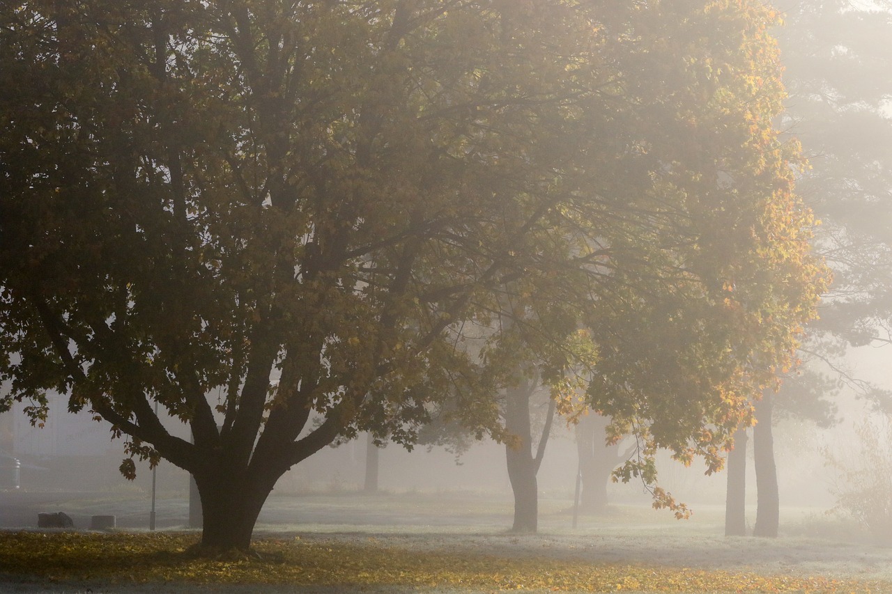 Image - landscape autumn fall frozen tree